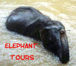 Elephant Tours